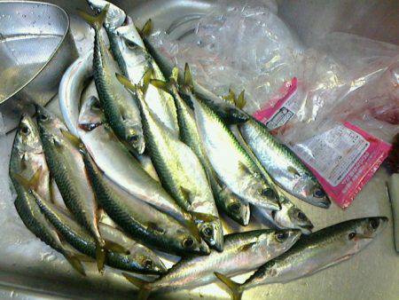 真冬にウキがスポッと沈むのをみたくて～